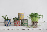 "Dot This" Terra-Cotta Planter - 4 Styles